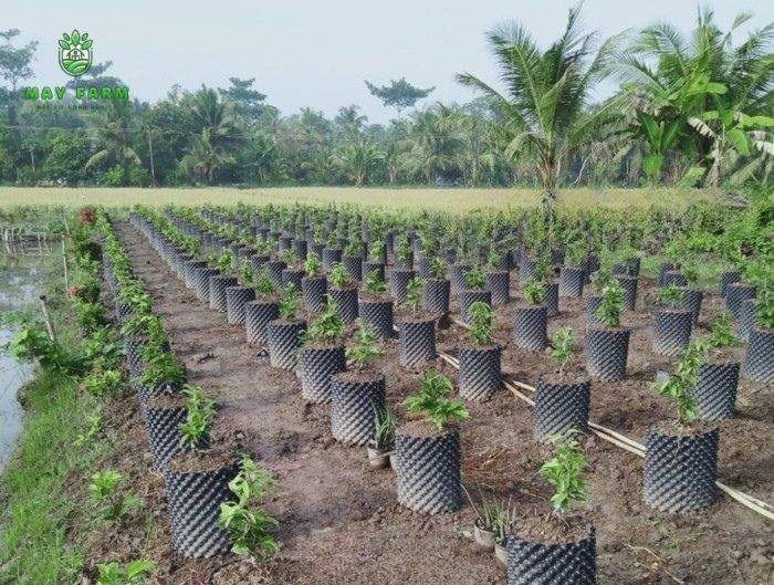 Ưu điểm bán bầu ươm cây V6 - Tính năng chuyên nghiệp cho vườn ươm