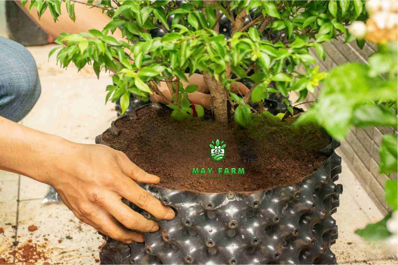 Những lý do nên chọn bầu ươm cây thông mình cho vườn ươm
