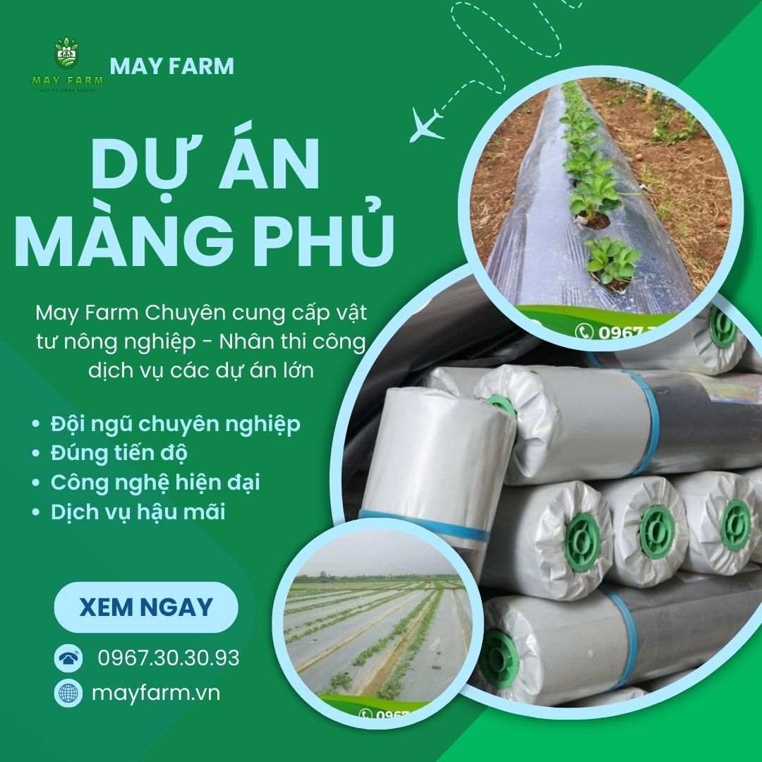 Dự án màng phủ trồng ớt 70 Ha