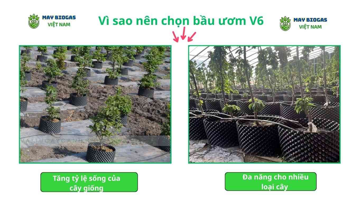 Vì sao nên chọn bầu ươm V6