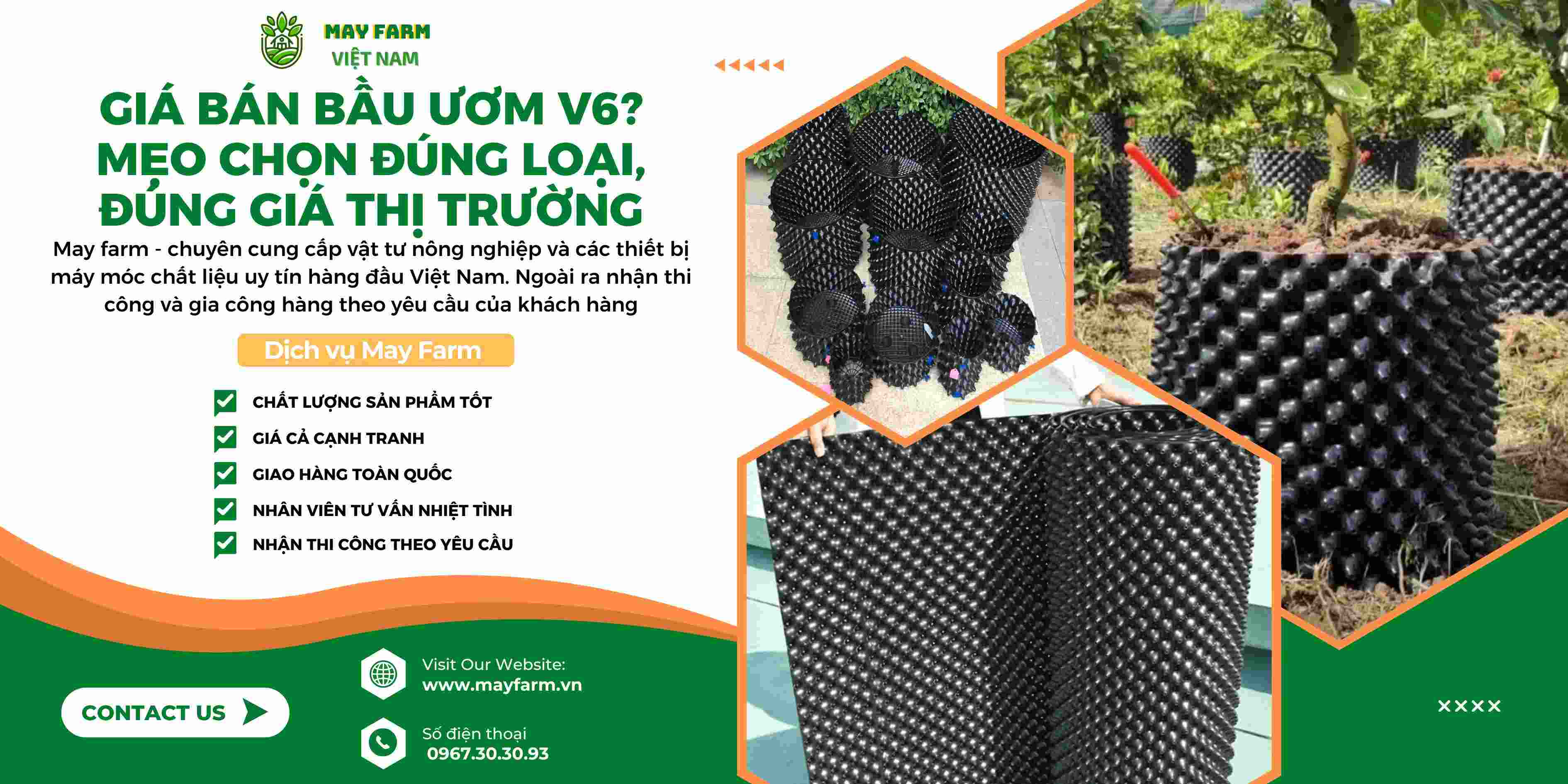 Giá Bán Bầu Ươm V6? Mẹo Chọn Đúng Loại, Đúng Giá Thị Trường