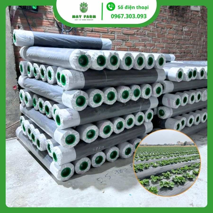 Màng phủ nông nghiệp đục lỗ sẵn 