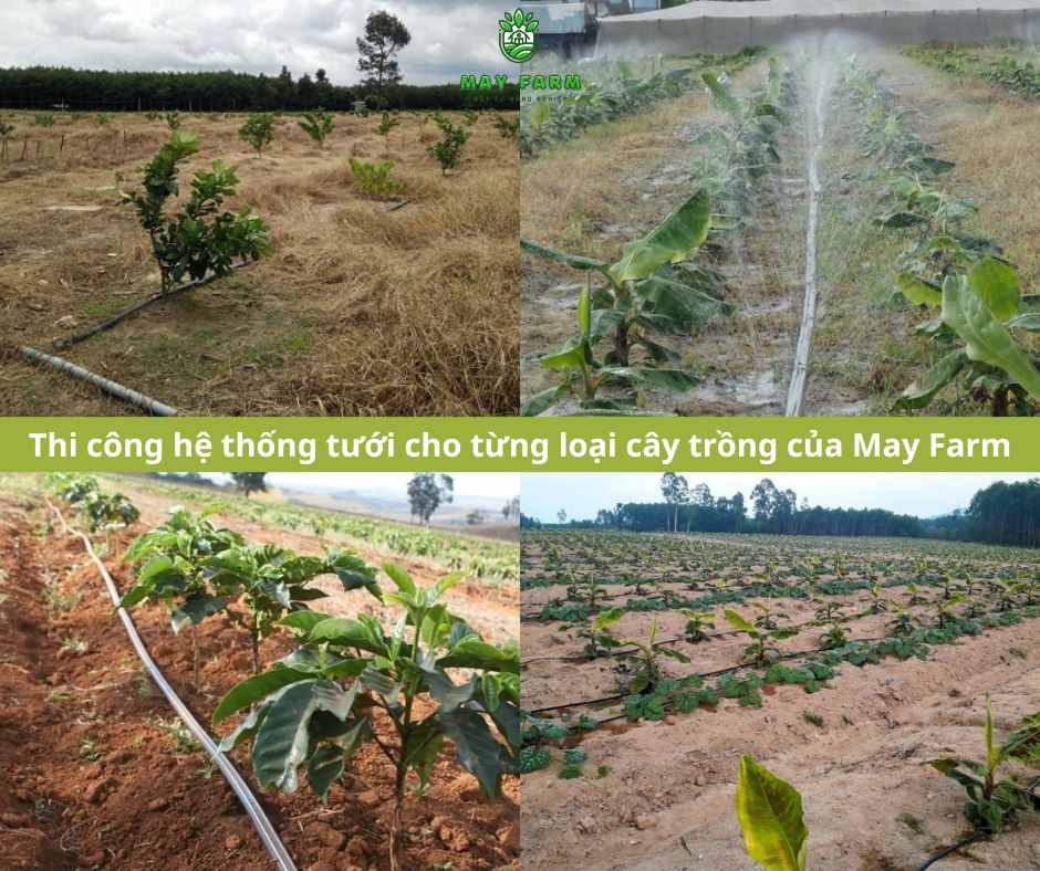 Giải pháp thi công hệ thống tưới cho từng loại cây trồng của May Farm