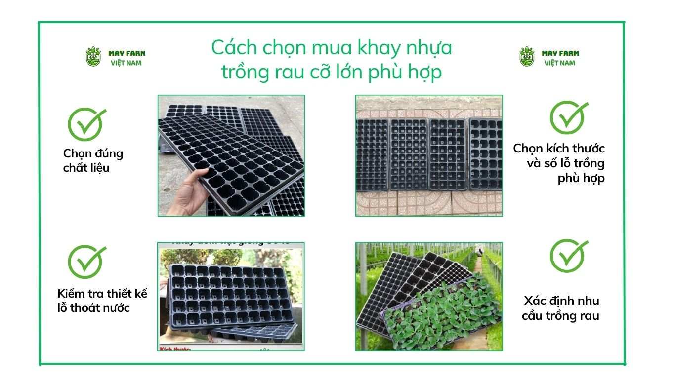 Cách chọn mua khay nhựa trồng rau cỡ lớn phù hợp
