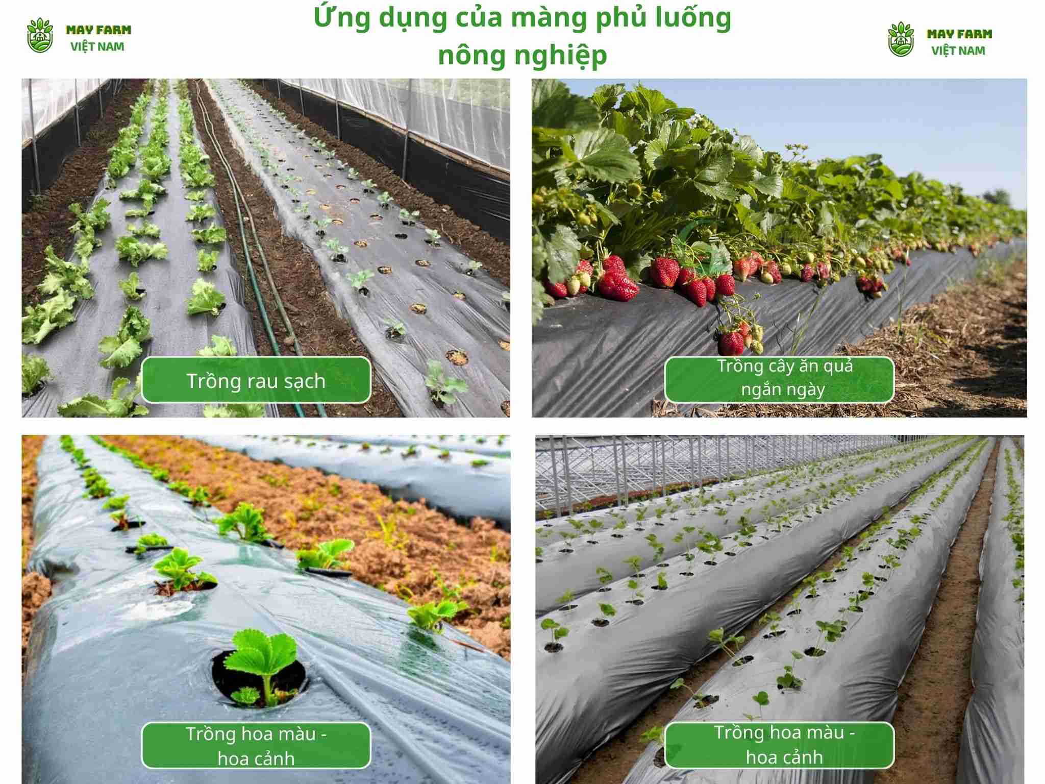Ứng dụng của màng phủ luống nông nghiệp