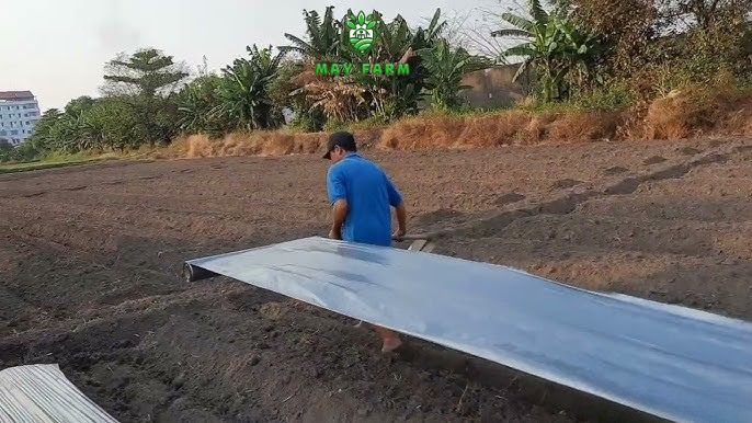 Lưu ý và cách bảo quản khi sử dụng màng phủ nông nghiệp