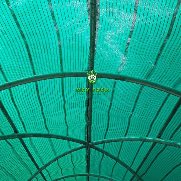Các loại lưới xanh thái lan phổ biến
