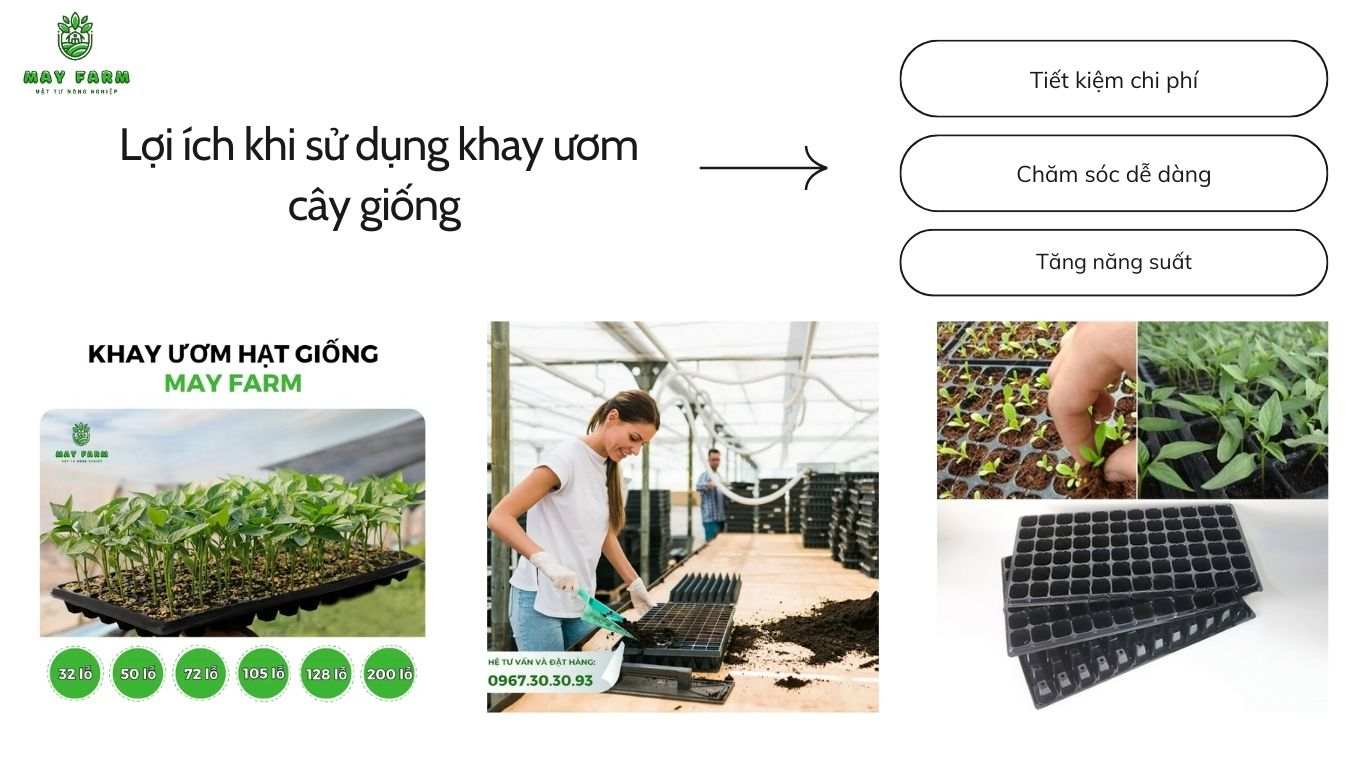 . Lợi ích khi sử dụng khay ươm cây giống 