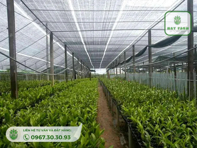  lưới che nắng dệt phẳng thái Llan 60% được sử dụng trong nhiều lĩnh vực