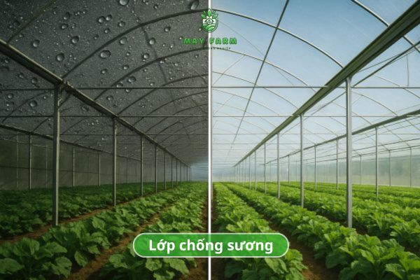 Tiêu chí chọn màng nhà kính giá rẻ nhưng vẫn bền đẹp