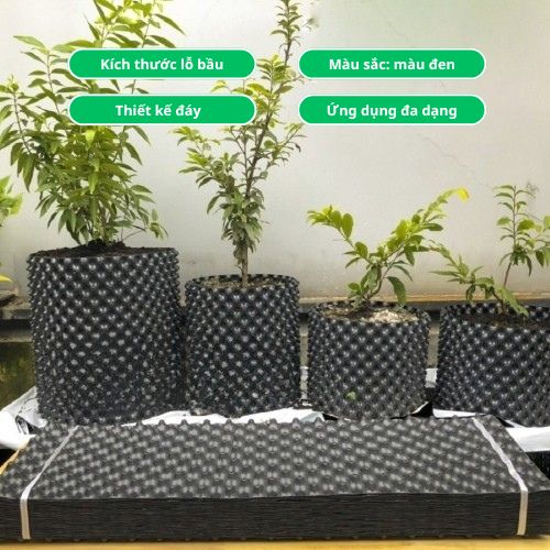 Bầu ươm cây V6 là gì?