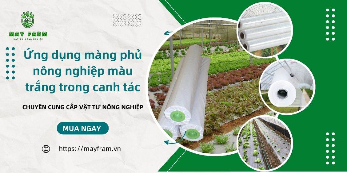 Ứng dụng màng phủ nông nghiệp màu trắng trong canh tác