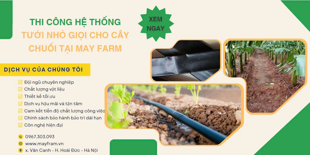 Thi công hệ thống tưới nhỏ giọi cho cây chuối tại May Farm