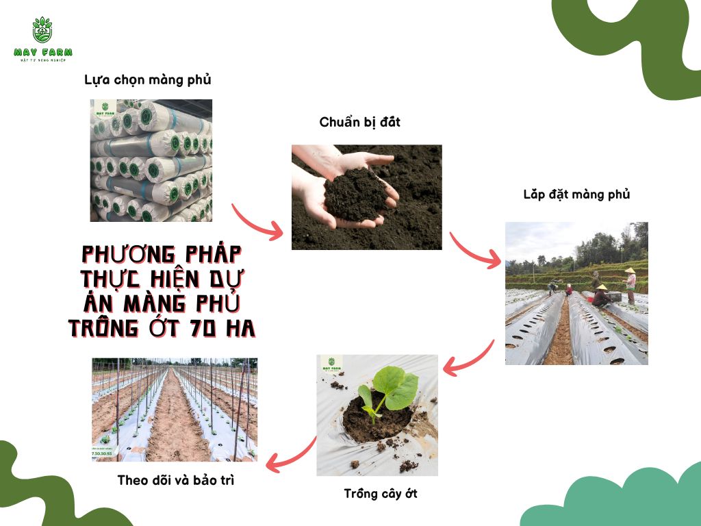 Dự án màng phủ trồng ớt 70 Ha