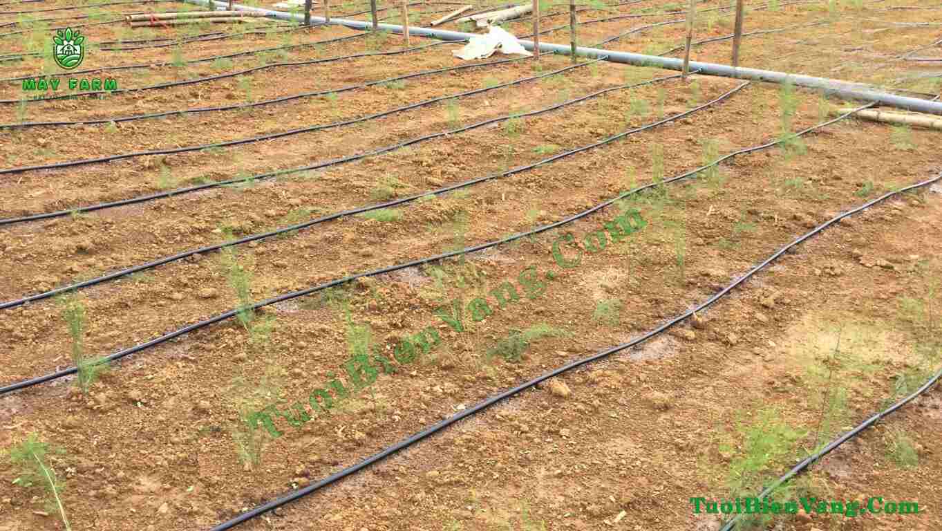 Phù hợp với một số loại cây trồng nhất định