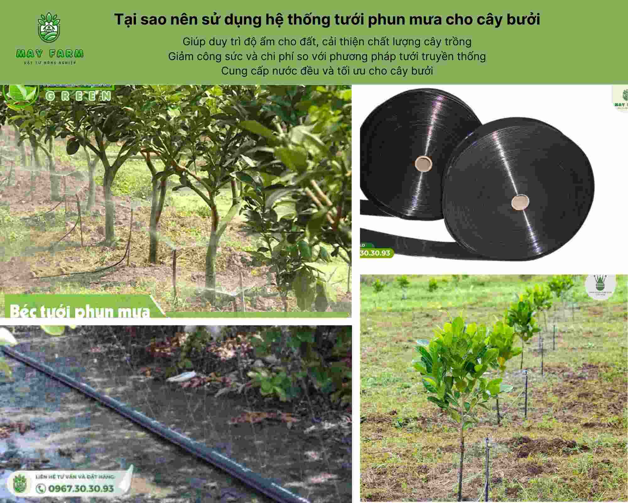Tại sao nên sử dụng hệ thống tưới phun mưa cho cây bưởi