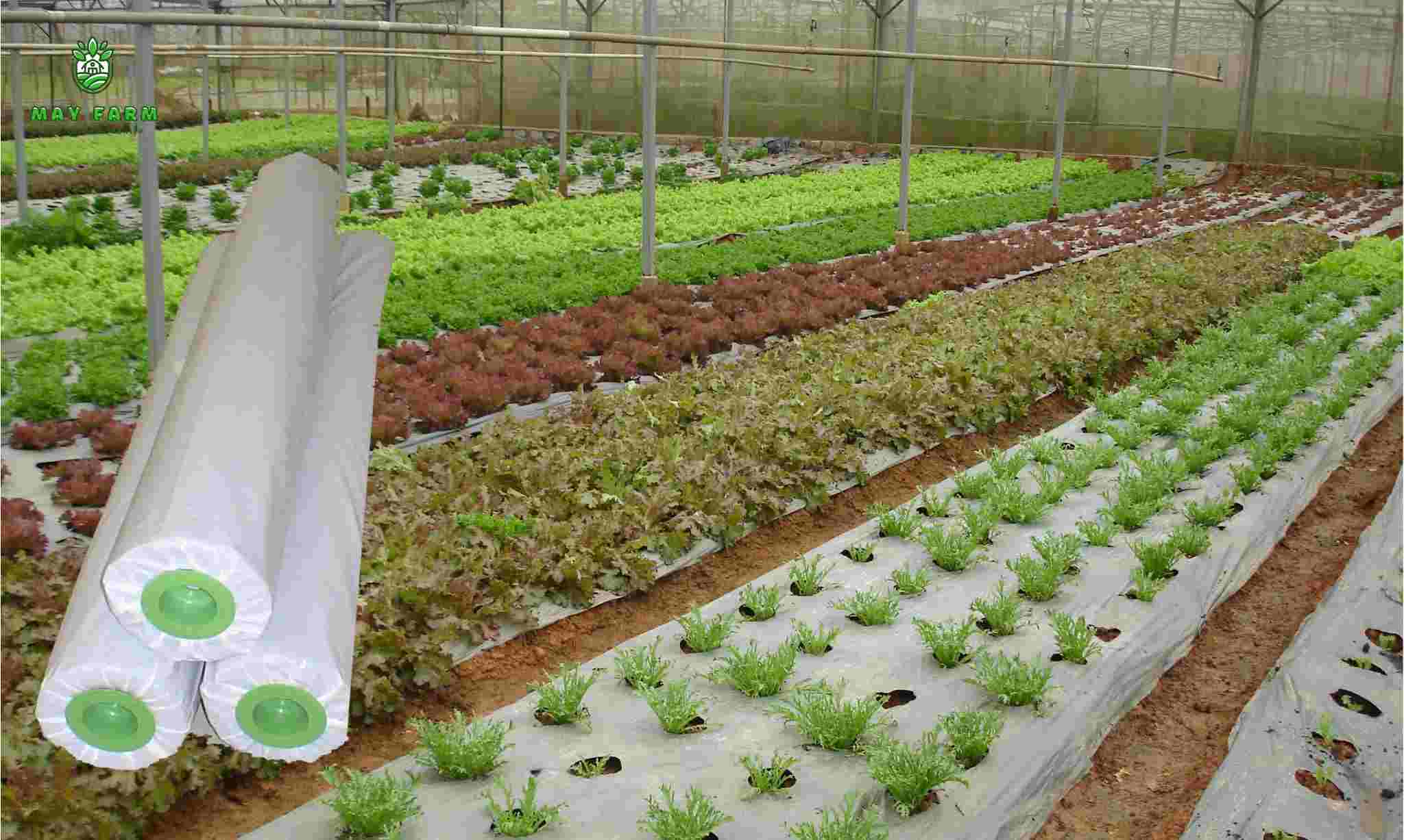 Cách đục lỗ màng phủ nông nghiệp - Chọn loại màng phù hợp