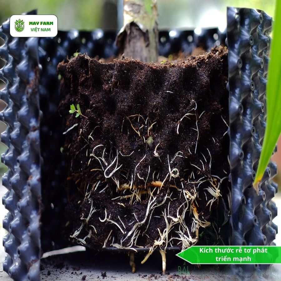 Vì sao bầu quây cây cảnh giúp rễ khỏe - cây lớn nhanh vượt trội