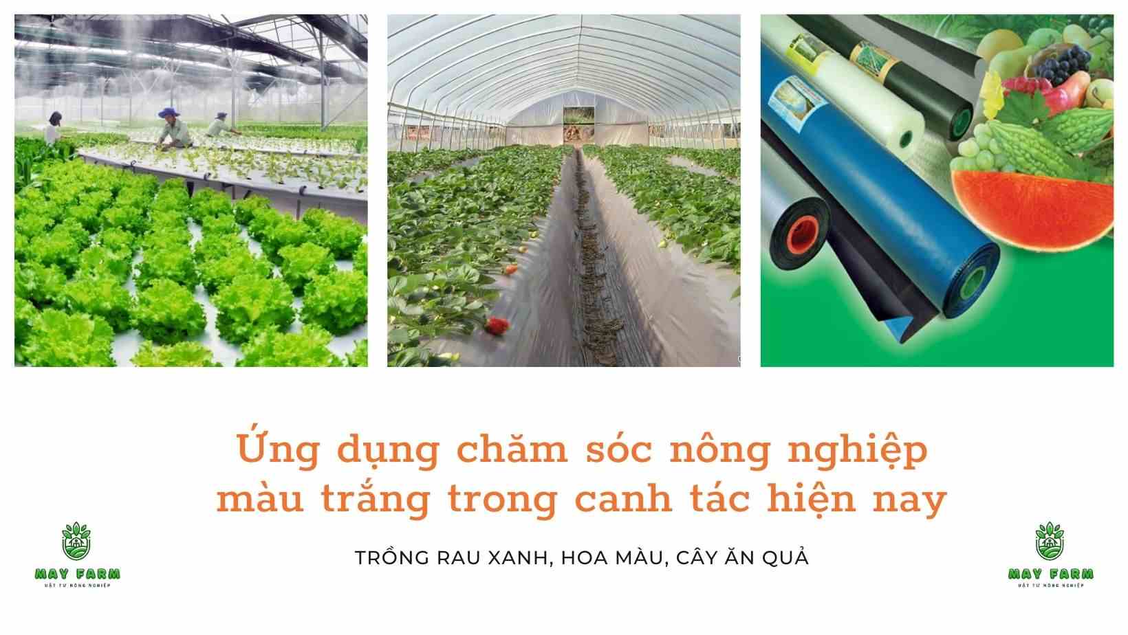Ứng dụng chăm sóc nông nghiệp màu trắng trong canh tác hiện nay