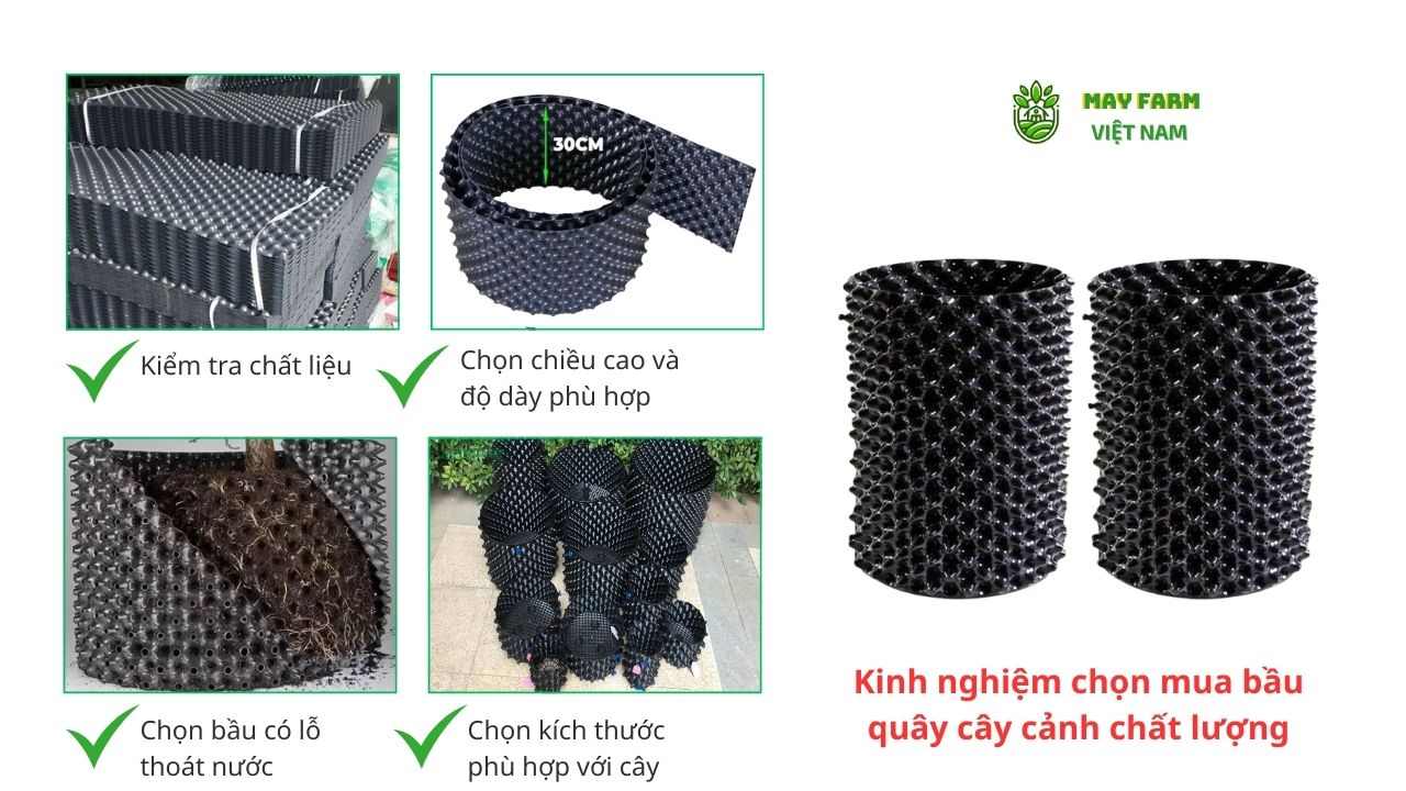 Kinh nghiệm chọn mua bầu quây cây cảnh chất lượng