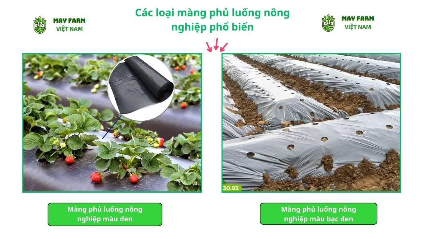 Các loại màng phủ luống nông nghiệp phổ biến