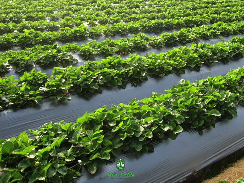 Ưu điểm của màng phủ nông nghiệp - Tăng năng suất cây trồng