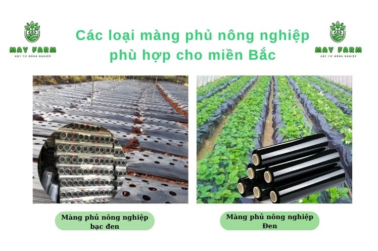 Các loại màng phủ nông nghiệp miền Bắc