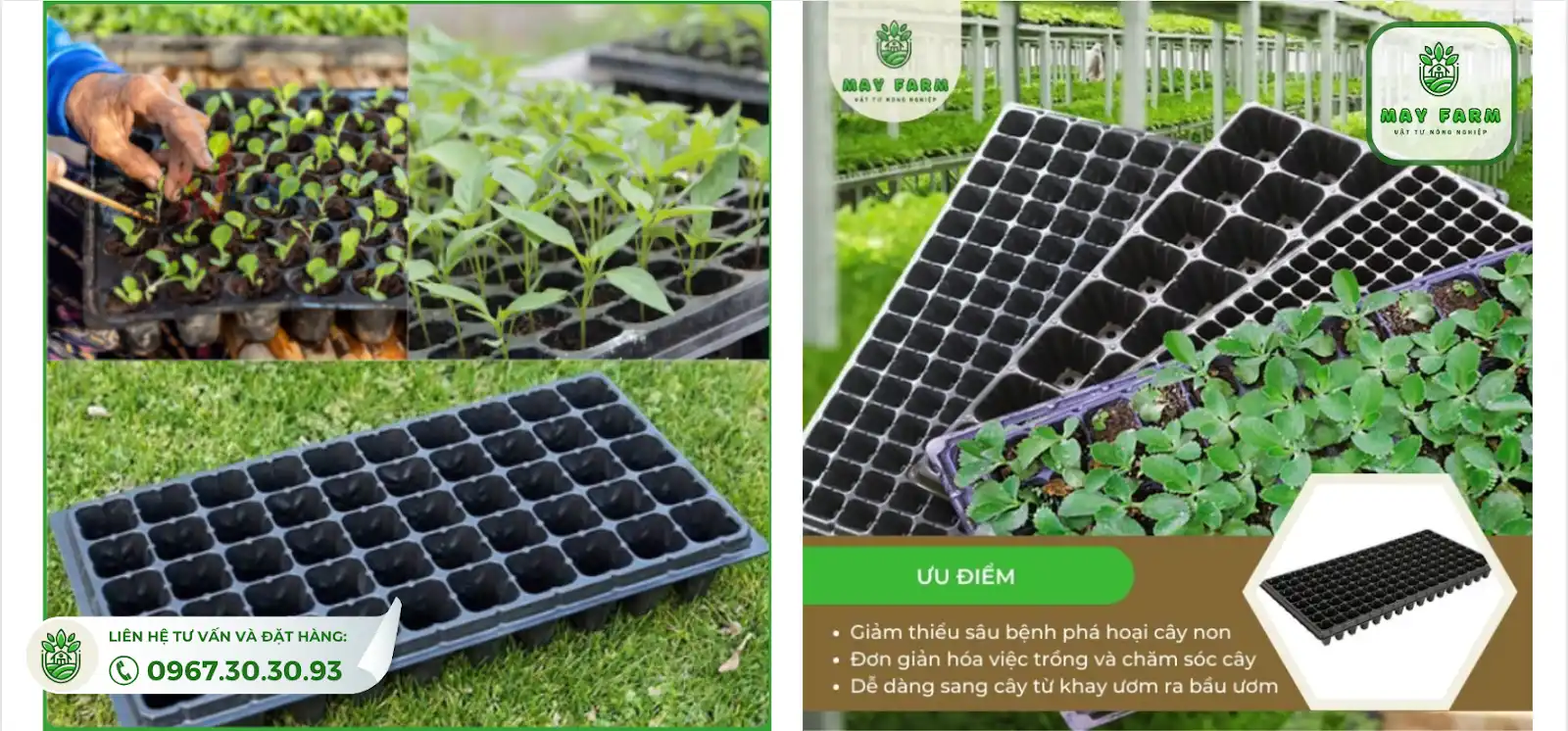 Tại  sao nên dùng khay ươm hạt giống thủy canh