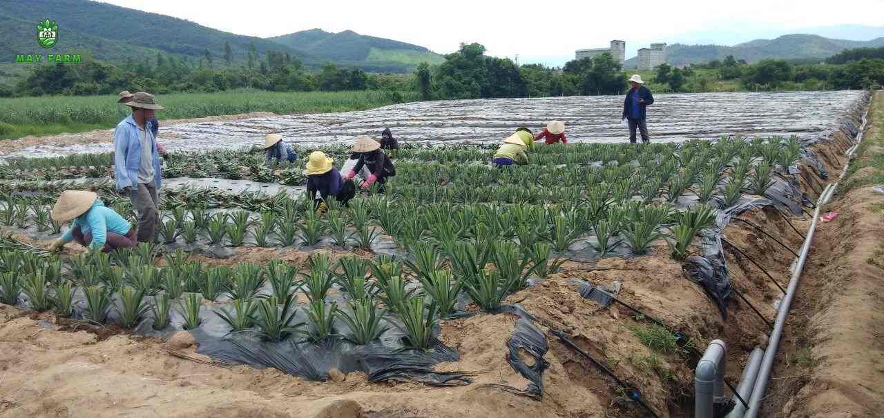 Lợi ích của hệ thống tưới cho cây dứa do May Farm thực hiện