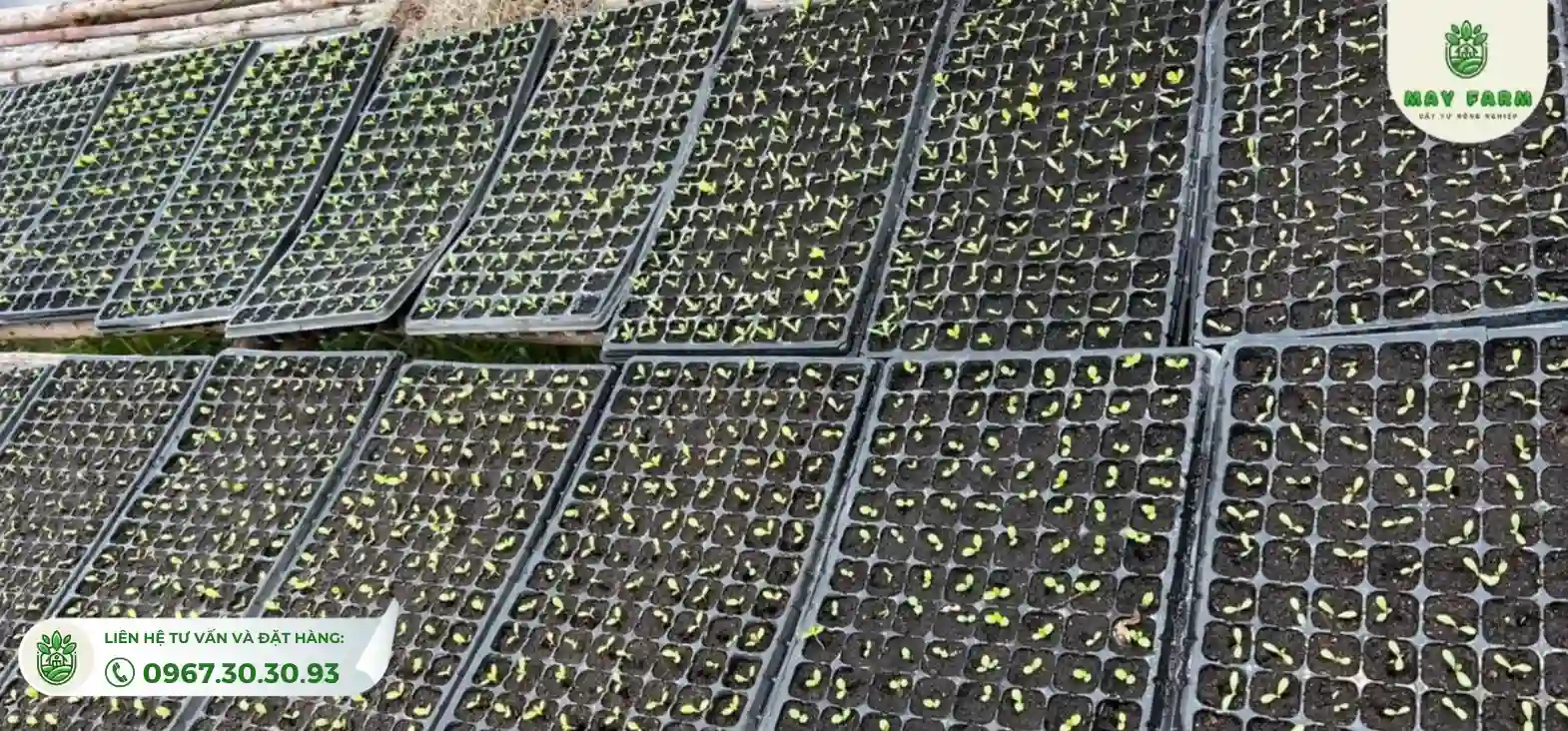 khay ươm hạt giống 200 lỗ mang lại lợi ích không chỉ về  kinh tế mà còn quản lý vườn ươm một cách hiệu quả