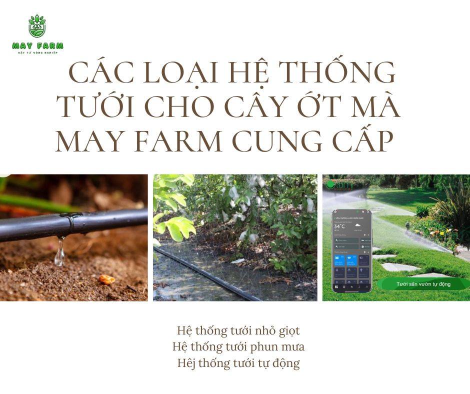  Các loại hệ thống tưới cho cây ớt mà May Farm cung cấp 