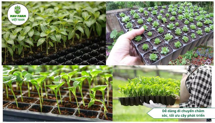  Ưu điểm nổi bật của khay nhựa trồng rau cỡ lớn