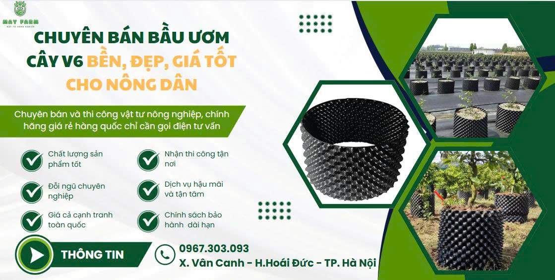 Chuyên Bán bầu ươm cây V6