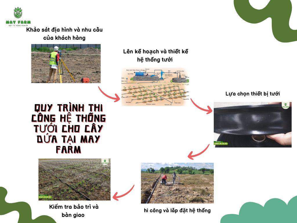 Quy trình thi công hệ thống tưới cho cây dứa tại May Farm