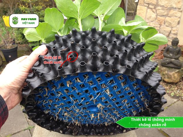 Vì sao bầu quây cây cảnh giúp rễ khỏe - cây lớn nhanh vượt trội