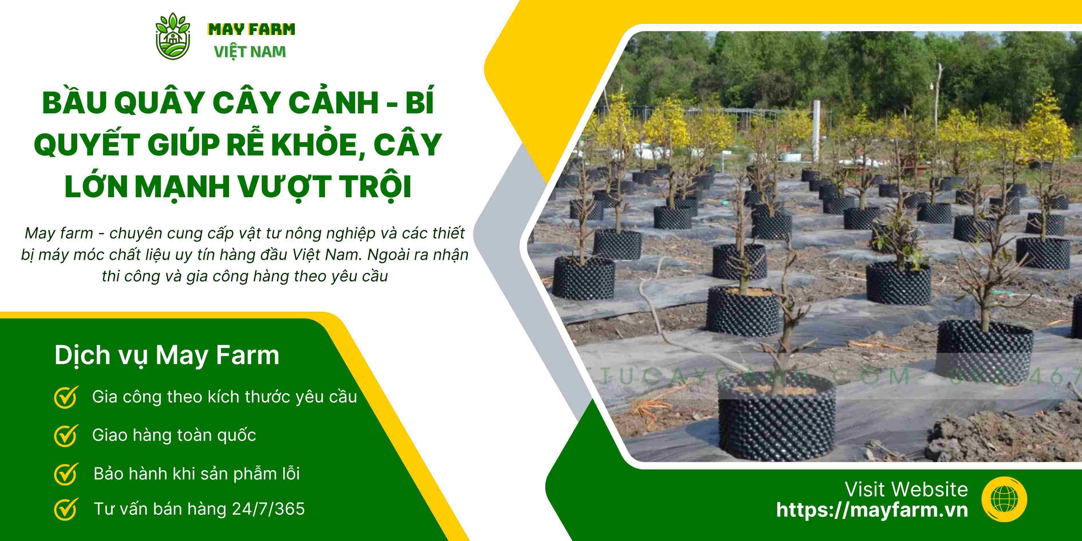 Bầu Quây Cây Cảnh - Bí Quyết Giúp Rễ Khỏe, Cây Lớn Mạnh Vượt Trội