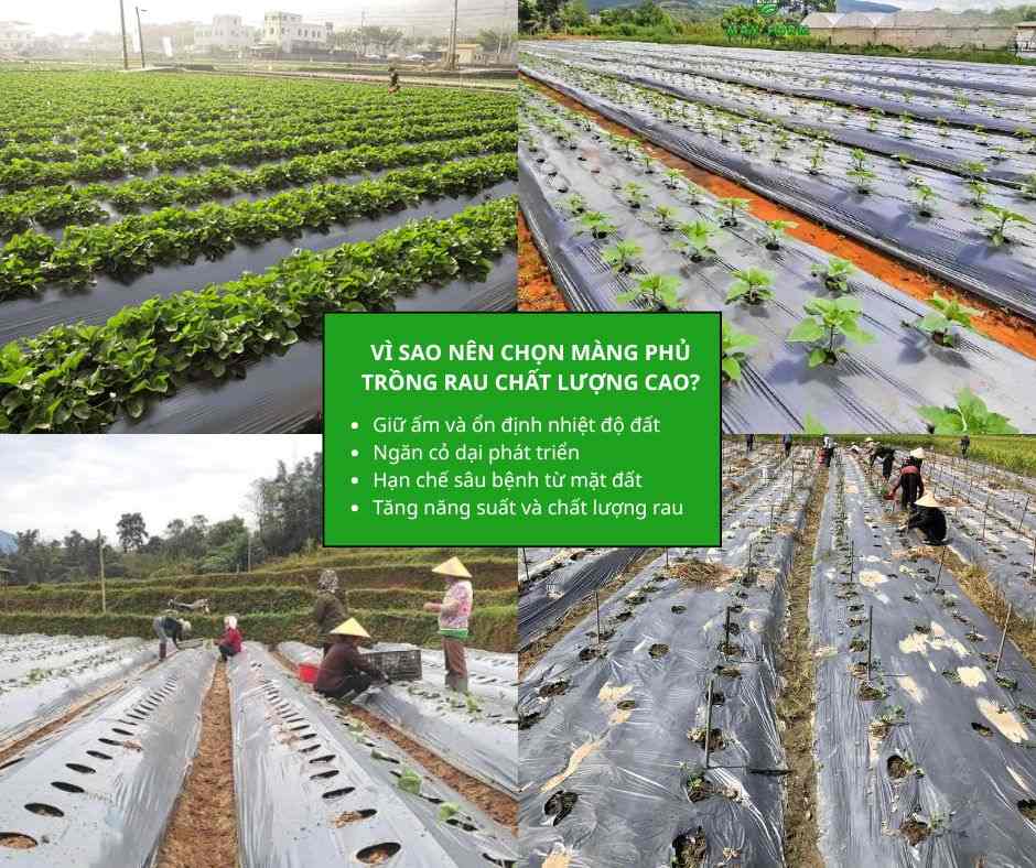 Vì sao nên chọn màng phủ trồng rau chất lượng cao?