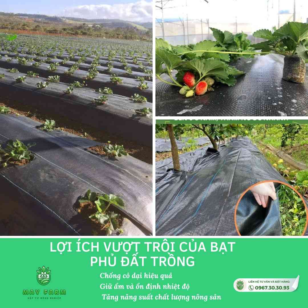 Lợi ích vượt trội của bạt phủ đất trồng