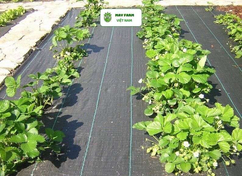 Lợi ích khi sử dụng bạt phủ đất trồng cây giá rẻ
