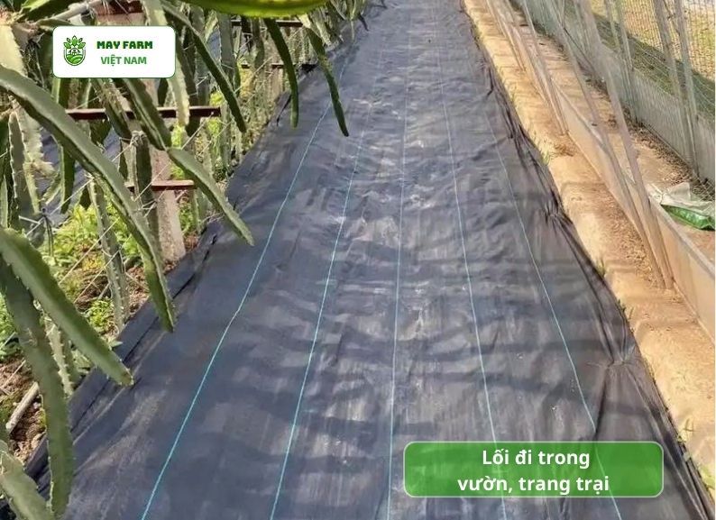 Ứng dụng của bạt phủ đất trông cây trong nông nghiệp