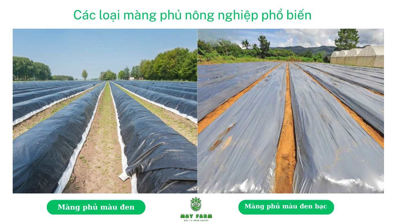 Các loại màng phủ nông nghiệp phổ biến