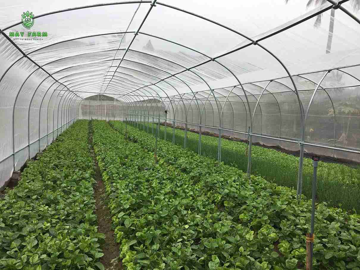 Ứng dụng của màng nhà kính trong trồng trọt - Trồng sau sạch
