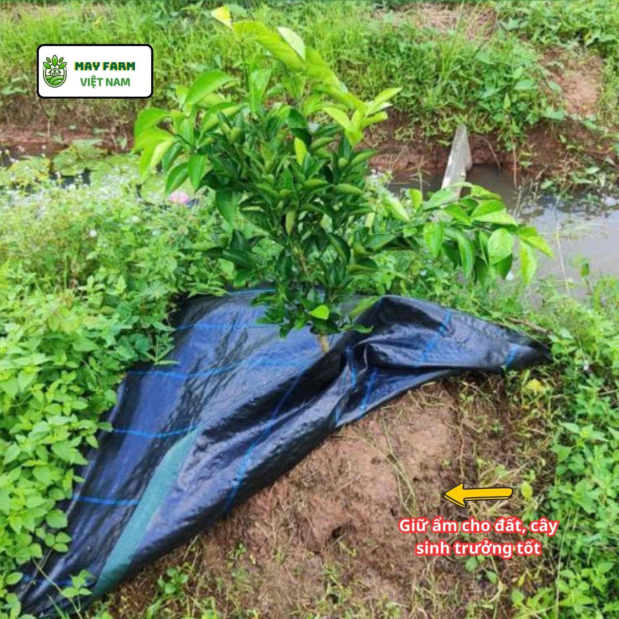  Kinh nghiệm thực tế từ nhà vườn sau khi sử dụng tấm phủ chống cỏ