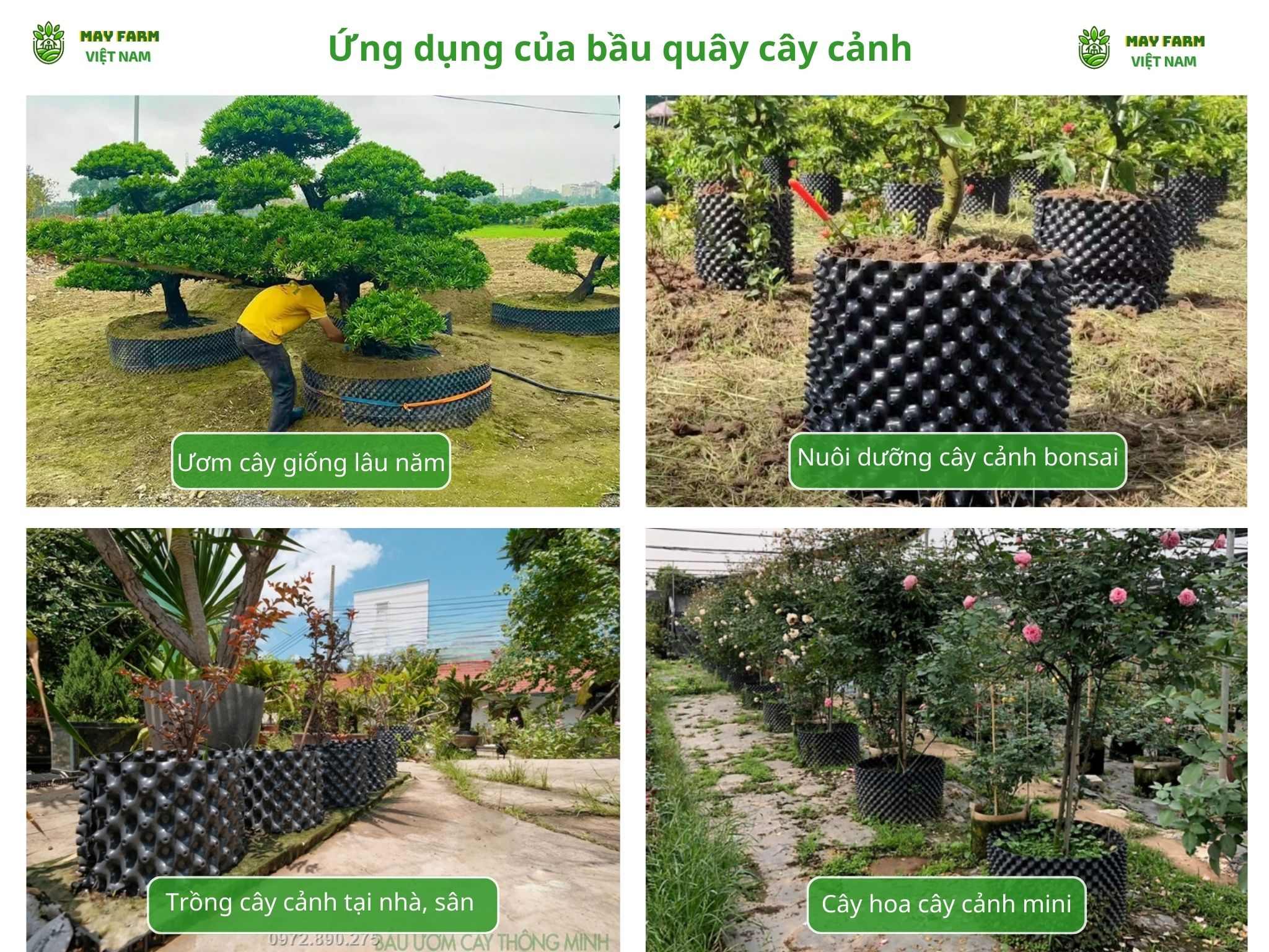 Ứng dụng của bầu quây cây cảnh
