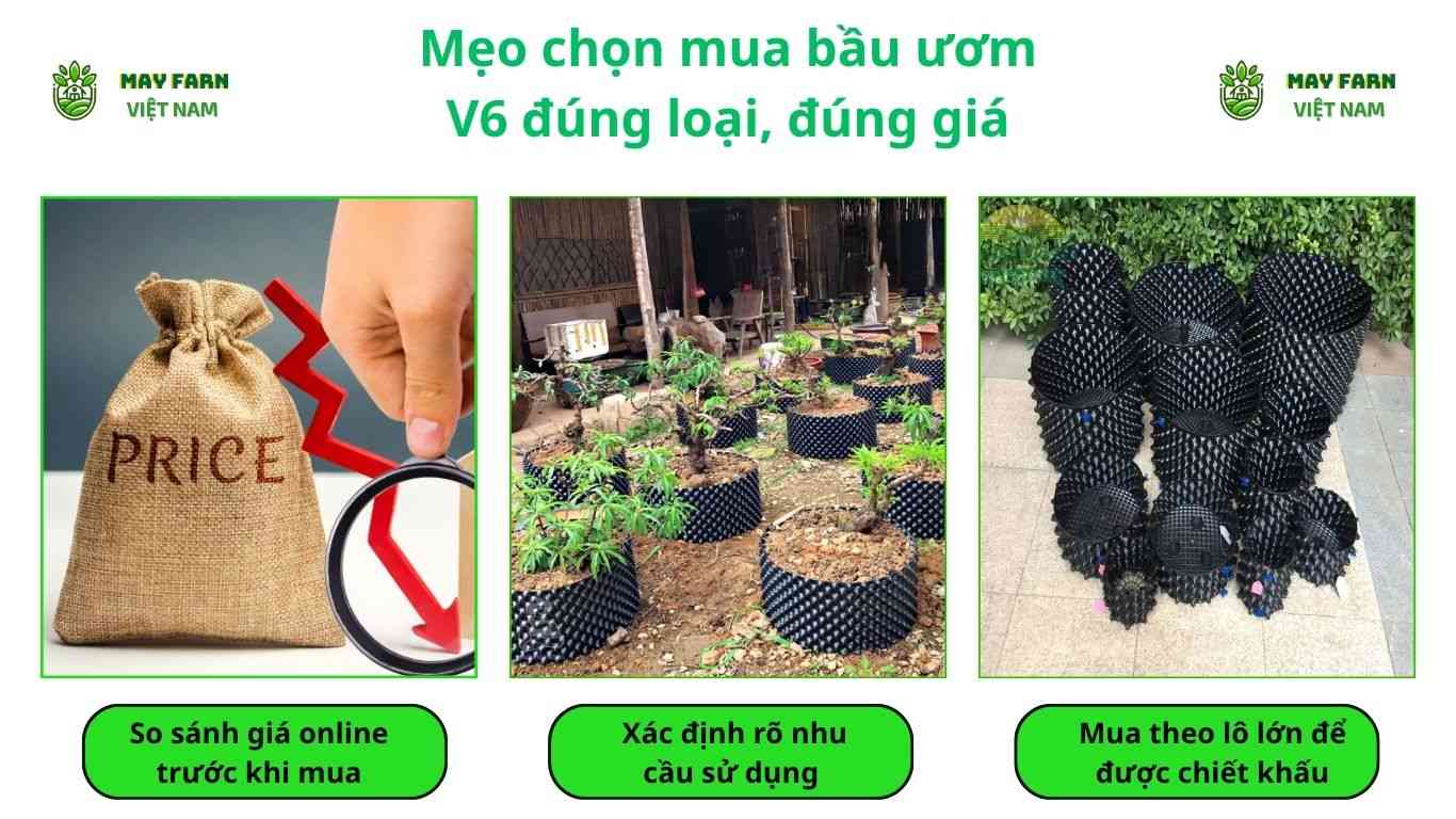 Mẹo chọn mua bầu ươm V6 đúng loại, đúng giá