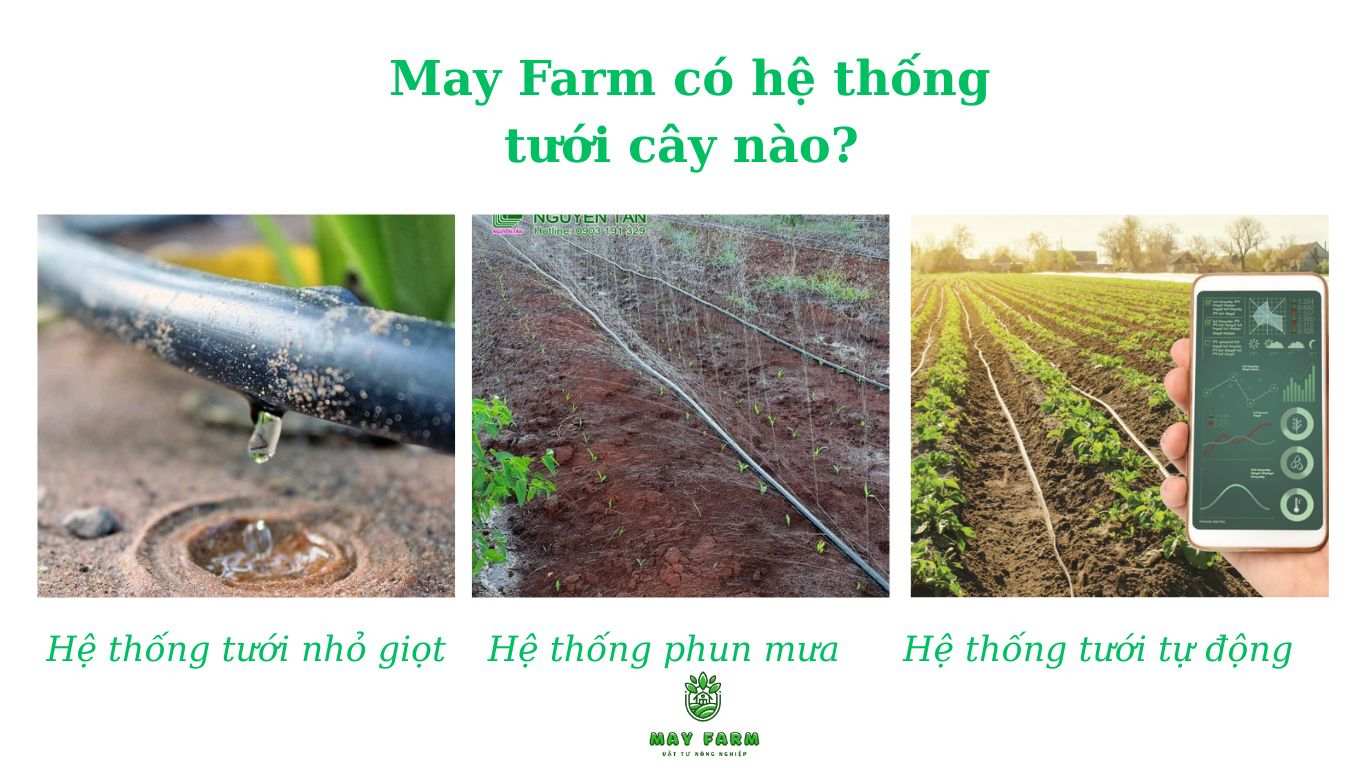 May Farm có hệ thống tưới cây nào? 
