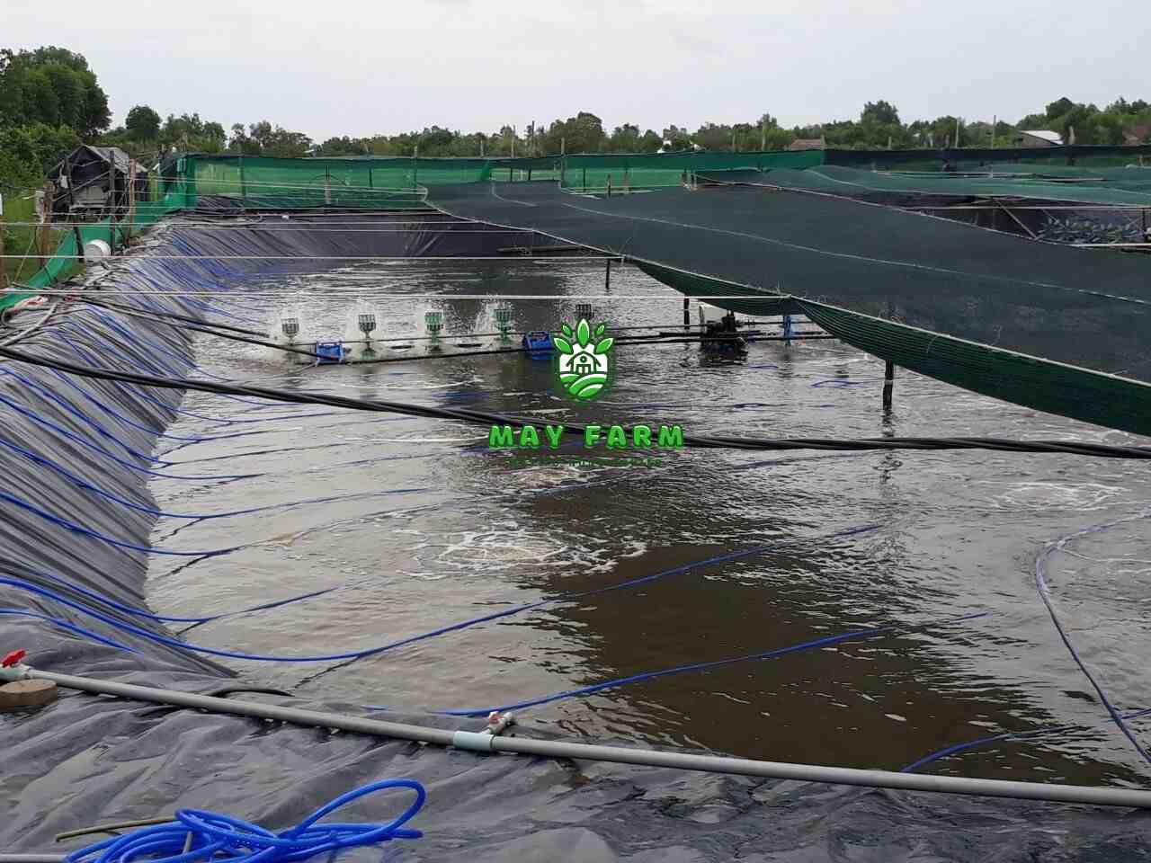 Bạt lót hồ HDPE - Ao hồ nuôi tôm