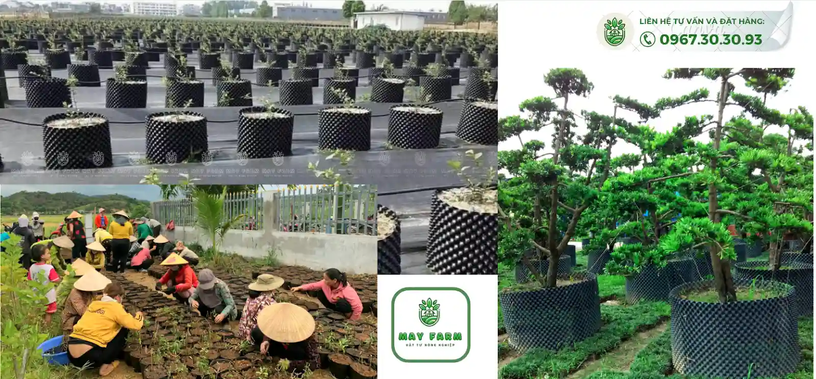 kỹ thuật gieo trông cây con trong bầu ươm công trình