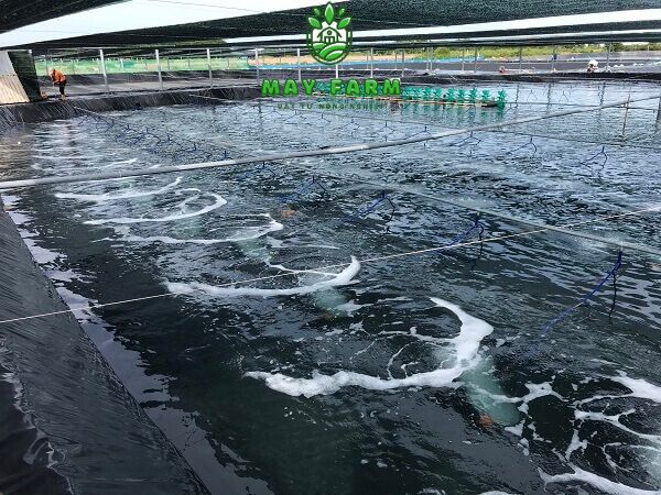 Màng HDPE nhập khẩu