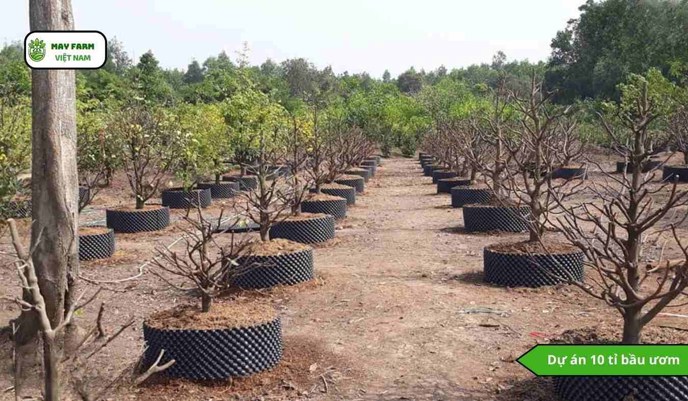 Dự án 10 tỉ bầu ươm